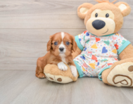 6 week old Cavalier King Charles Spaniel Puppy For Sale - Florida Fur Babies