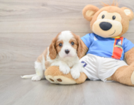 7 week old Cavalier King Charles Spaniel Puppy For Sale - Florida Fur Babies
