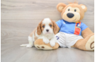 Cute Cavalier Purebred Puppy