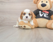 5 week old Cavalier King Charles Spaniel Puppy For Sale - Florida Fur Babies