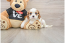 Best Cavalier King Charles Spaniel Baby