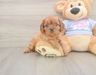 5 week old Cavalier King Charles Spaniel Puppy For Sale - Florida Fur Babies