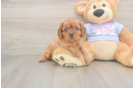 Cavalier King Charles Spaniel Pup Being Cute