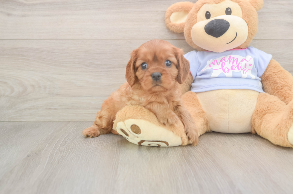 5 week old Cavalier King Charles Spaniel Puppy For Sale - Florida Fur Babies