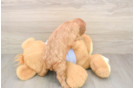 Smart Cavalier Purebred Puppy