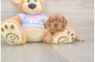 Friendly Cavalier King Charles Spaniel Baby