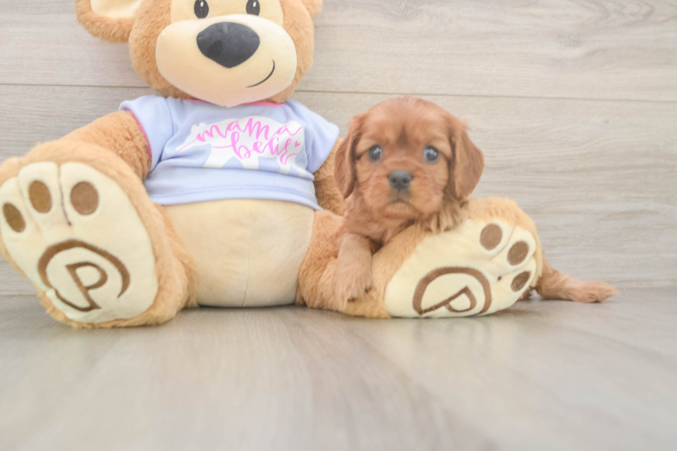 Friendly Cavalier King Charles Spaniel Baby