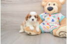 Playful Cavalier King Charles Spaniel Baby