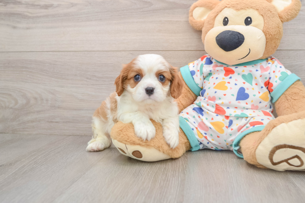 Playful Cavalier King Charles Spaniel Baby
