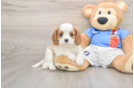 Best Cavalier King Charles Spaniel Baby