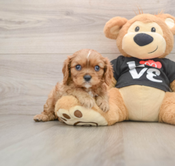 9 week old Cavalier King Charles Spaniel Puppy For Sale - Florida Fur Babies