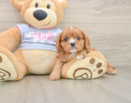 5 week old Cavalier King Charles Spaniel Puppy For Sale - Florida Fur Babies