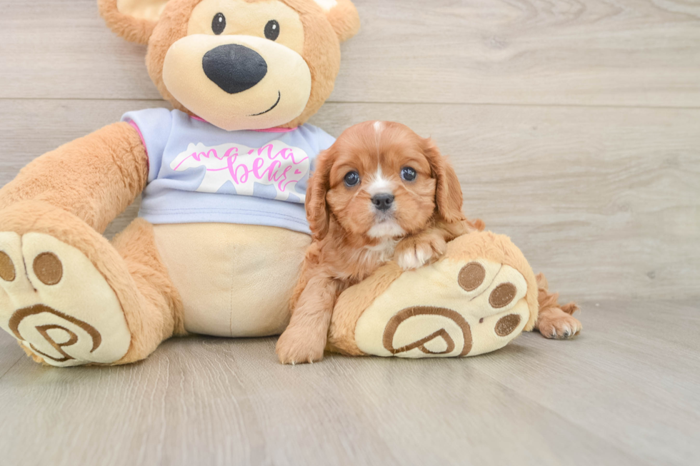 Hypoallergenic Cavalier King Charles Spaniel Purebred Pup