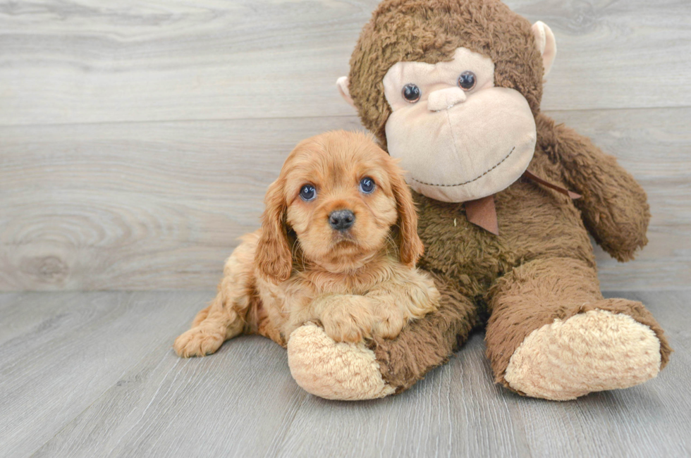 9 week old Cavalier King Charles Spaniel Puppy For Sale - Florida Fur Babies
