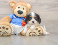 6 week old Cavalier King Charles Spaniel Puppy For Sale - Florida Fur Babies
