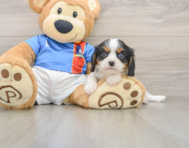 6 week old Cavalier King Charles Spaniel Puppy For Sale - Florida Fur Babies