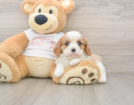 5 week old Cavalier King Charles Spaniel Puppy For Sale - Florida Fur Babies
