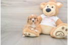 Fluffy Cavalier Purebred Puppy