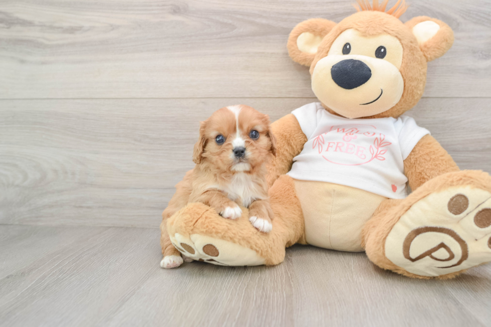 Fluffy Cavalier Purebred Puppy