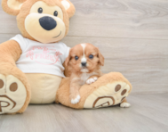 7 week old Cavalier King Charles Spaniel Puppy For Sale - Florida Fur Babies