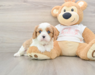 5 week old Cavalier King Charles Spaniel Puppy For Sale - Florida Fur Babies
