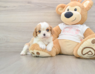 5 week old Cavalier King Charles Spaniel Puppy For Sale - Florida Fur Babies