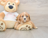 5 week old Cavalier King Charles Spaniel Puppy For Sale - Florida Fur Babies