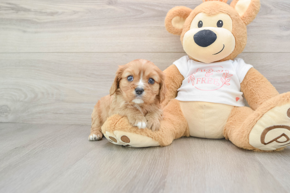 Funny Cavalier King Charles Spaniel Purebred Pup