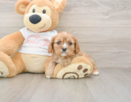 6 week old Cavalier King Charles Spaniel Puppy For Sale - Florida Fur Babies