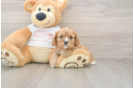 Cavalier King Charles Spaniel Pup Being Cute