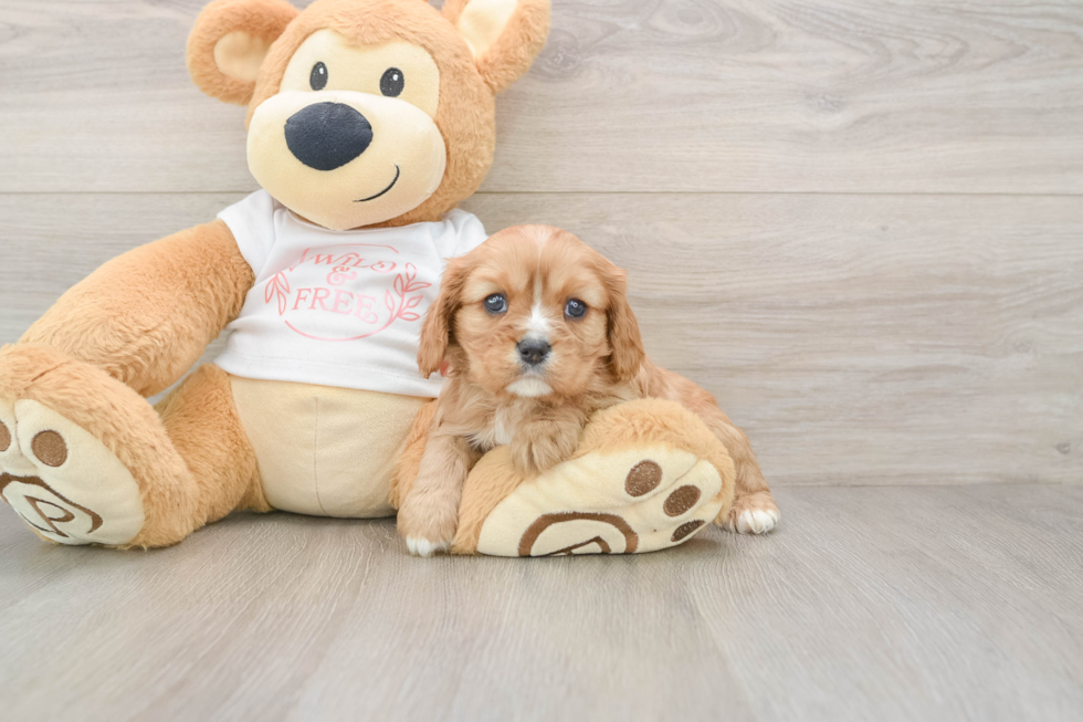 Cavalier King Charles Spaniel Pup Being Cute