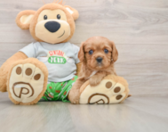 6 week old Cavalier King Charles Spaniel Puppy For Sale - Florida Fur Babies