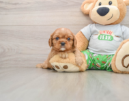 6 week old Cavalier King Charles Spaniel Puppy For Sale - Florida Fur Babies