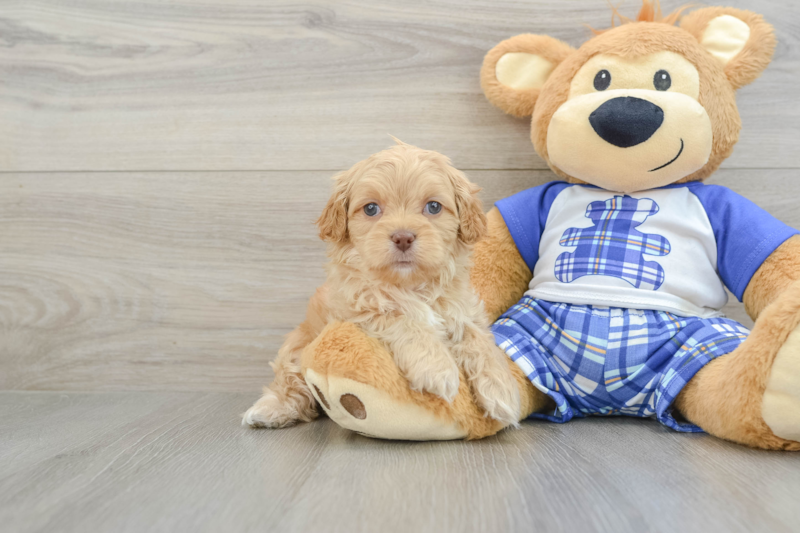 Meet Alanis - our Cavapoo Puppy Photo 1/6 - Florida Fur Babies