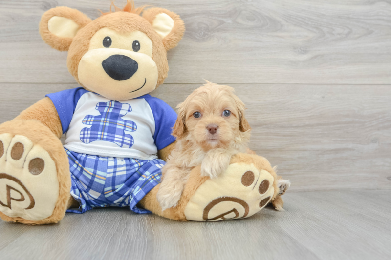 Meet Alanis - our Cavapoo Puppy Photo 3/6 - Florida Fur Babies