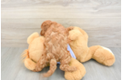 Best Cavapoo Baby