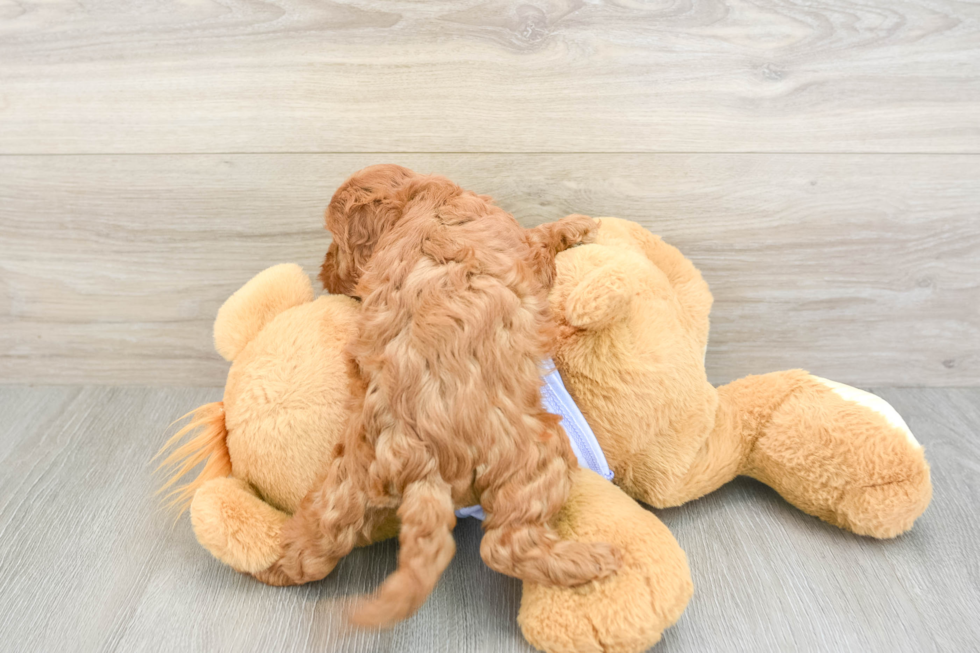 Best Cavapoo Baby