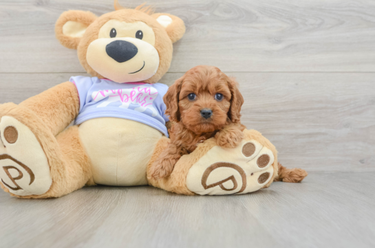 Funny Cavapoo Poodle Mix Pup