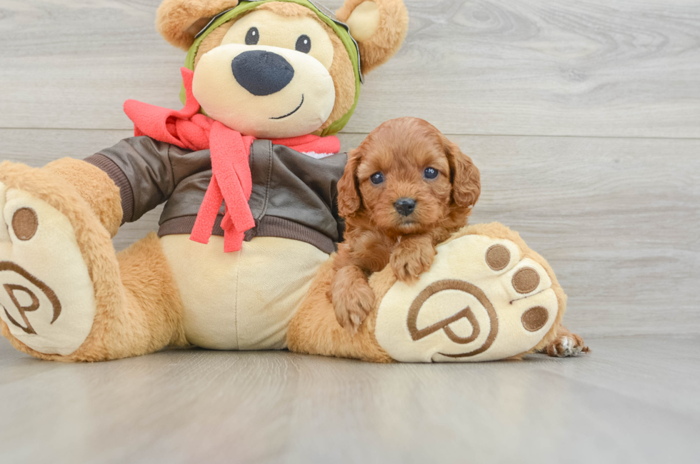 7 week old Cavapoo Puppy For Sale - Florida Fur Babies