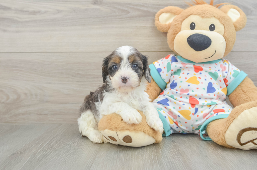 5 week old Cavapoo Puppy For Sale - Florida Fur Babies
