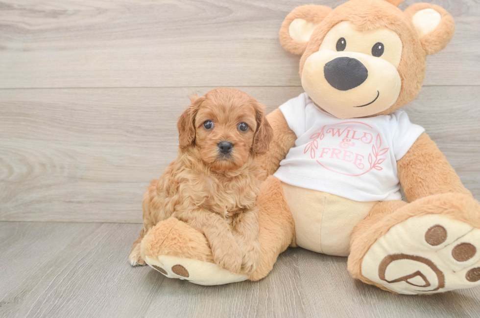 5 week old Cavapoo Puppy For Sale - Florida Fur Babies