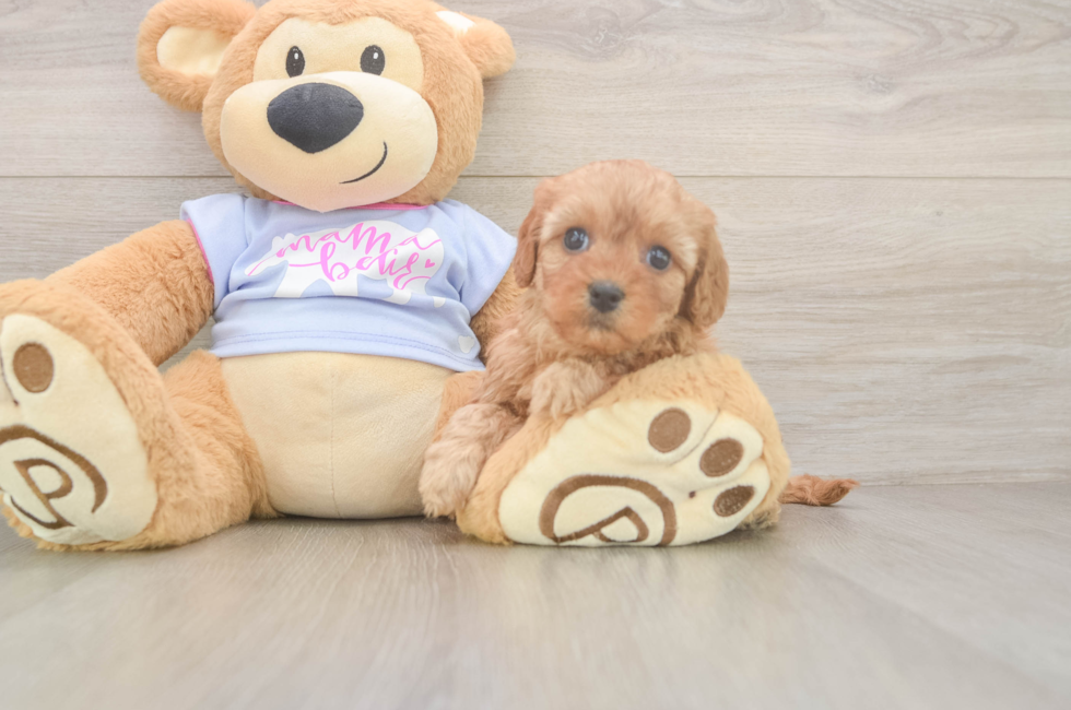 5 week old Cavapoo Puppy For Sale - Florida Fur Babies