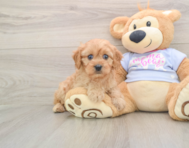 7 week old Cavapoo Puppy For Sale - Florida Fur Babies