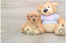Cavapoo Puppy for Adoption