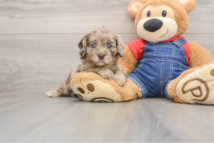 Cavapoo Puppy for Adoption