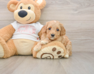 8 week old Cavapoo Puppy For Sale - Florida Fur Babies