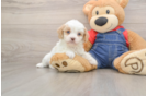 Popular Cavapoo Poodle Mix Pup
