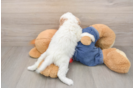Funny Cavapoo Poodle Mix Pup