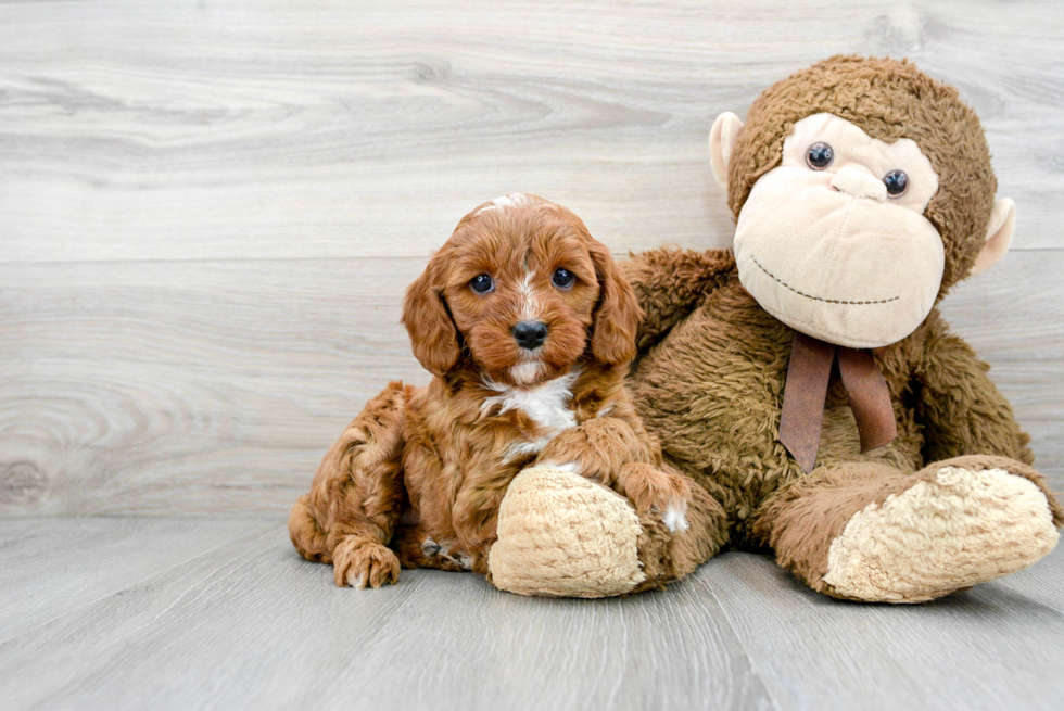 Cavapoo Pup Being Cute