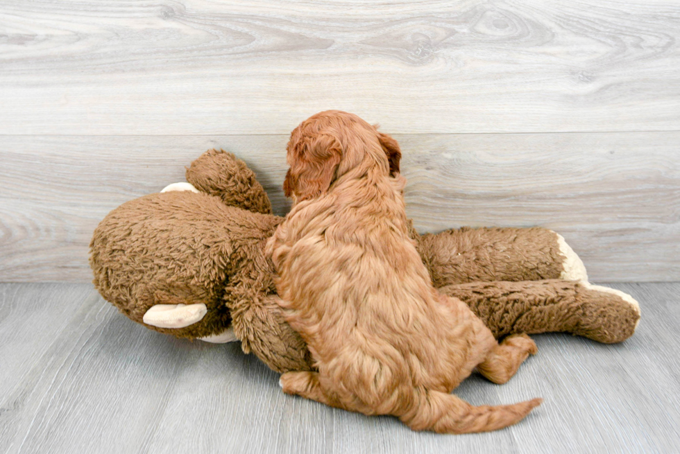 Popular Cavapoo Poodle Mix Pup